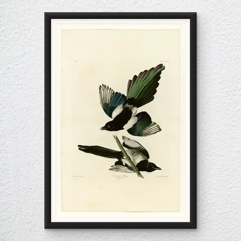 ‘American Magpie’ Audubon Wall Art Print