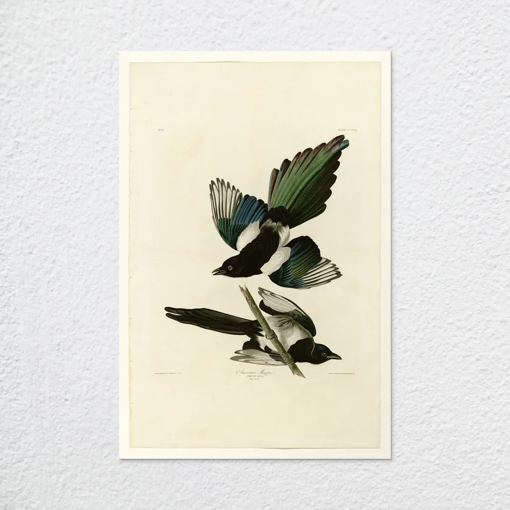 ‘American Magpie’ Audubon Wall Art Print as an unframed poster
