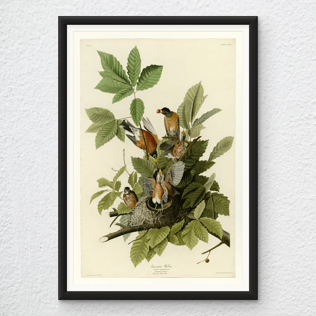 ‘American Robin’ Audubon Wall Art Print in a black frame