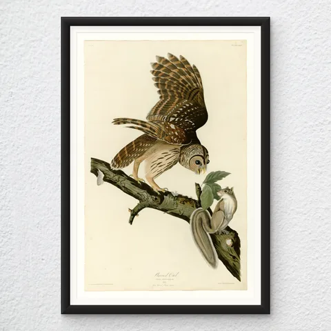 ‘Barred Owl’ Audubon Wall Art Print