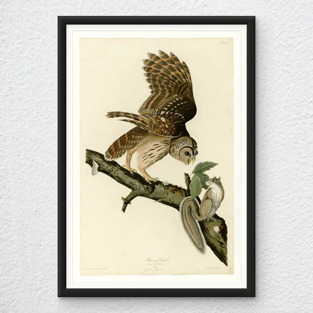 ‘Barred Owl’ Audubon Wall Art Print in a black frame