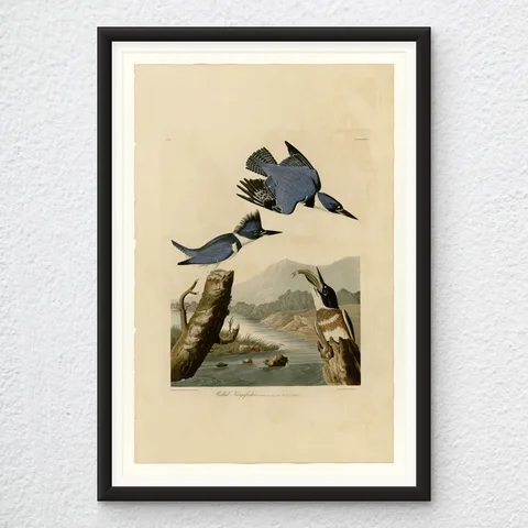 ‘Belted Kingfisher’ Audubon Wall Art Print