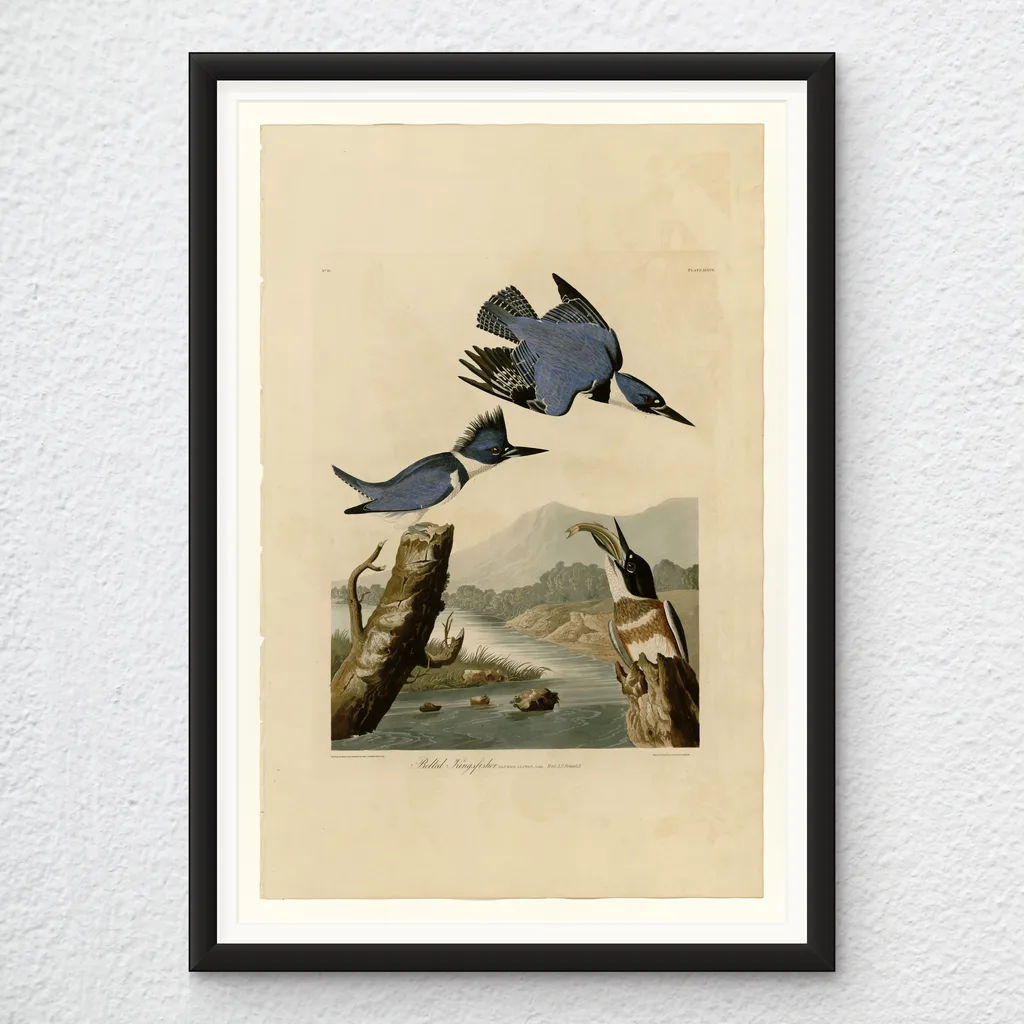 ‘Belted Kingfisher’ Audubon Wall Art Print in a black frame