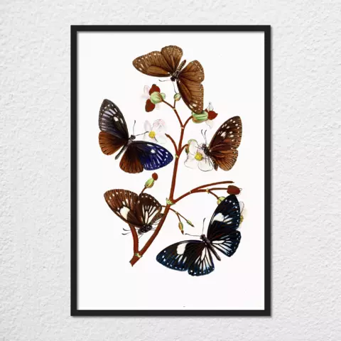 mwa-cabinet-oriental-entomology-pl-x-1848-plain-preview-framed-black-480x.webp