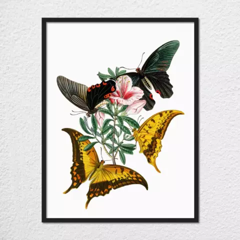 mwa-cabinet-oriental-entomology-pl-xxxii-art-plain-preview-framed-black-480x.webp