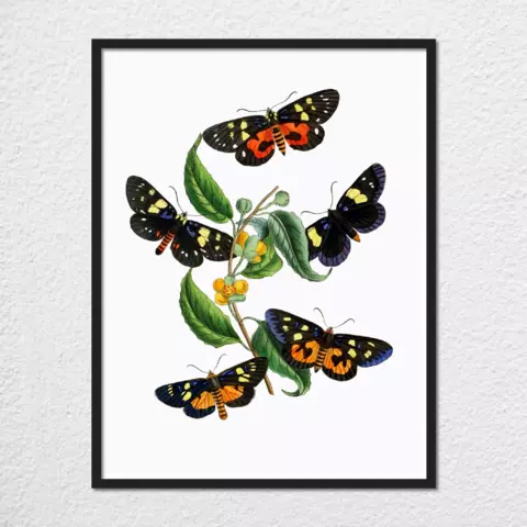mwa-cabinet-oriental-entomology-pl-xxxiv-art-plain-preview-framed-black-480x.webp