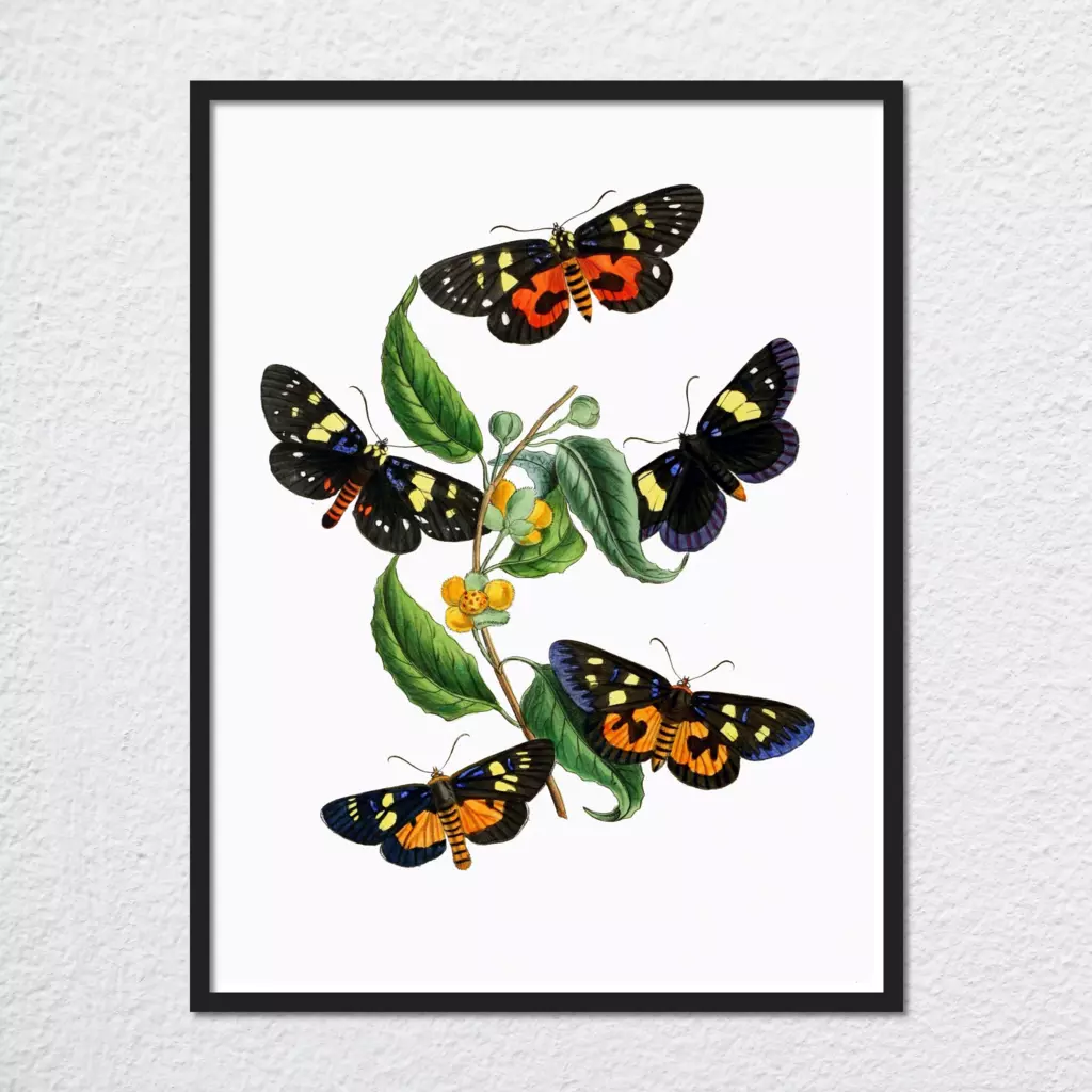 mwa-cabinet-oriental-entomology-pl-xxxiv-art-plain-preview-framed-black.webp