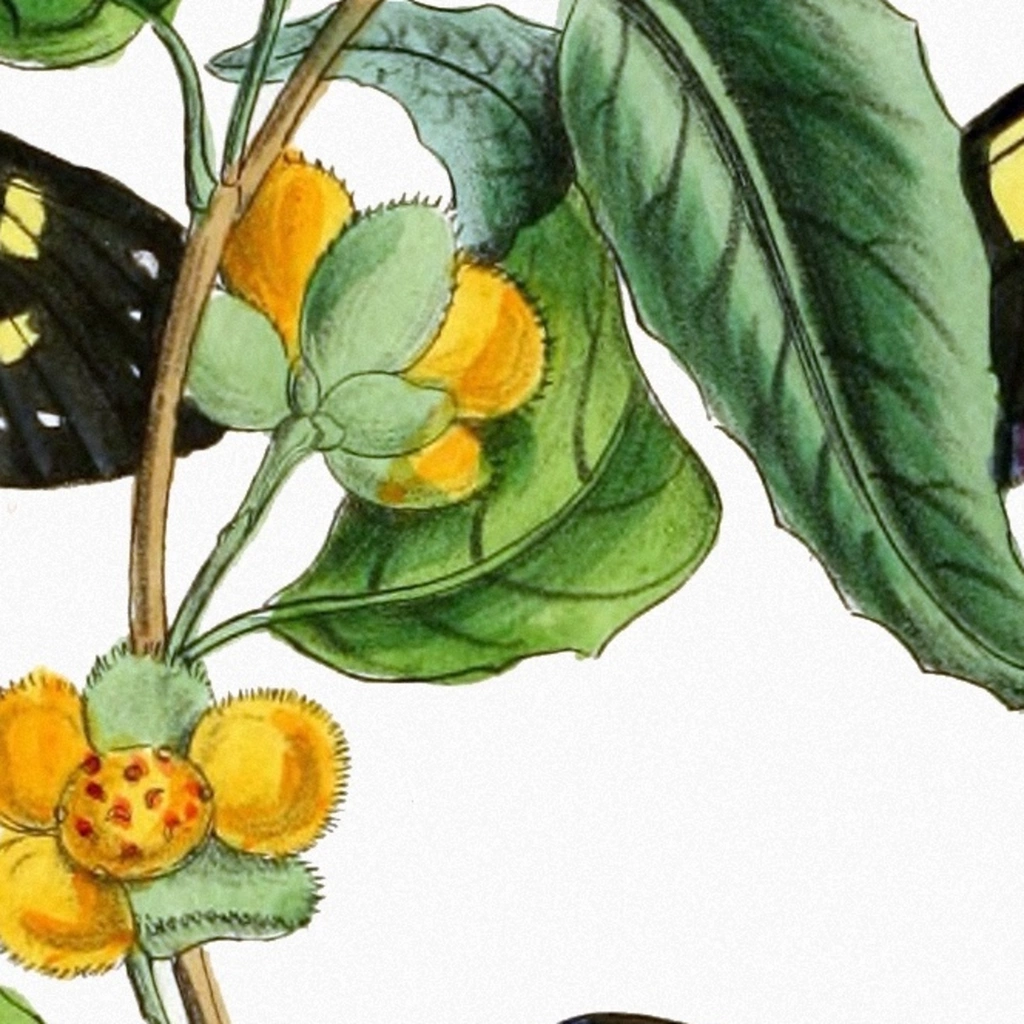 mwa-the-cabinet-of-oriental-entomology-pl-xxxiv-1848-wall-art-poster-print-close-up.webp-mwa-the-cabinet-of-oriental-entomology-pl-xxxiv-1848-wall-art-poster-print-close-up.webp