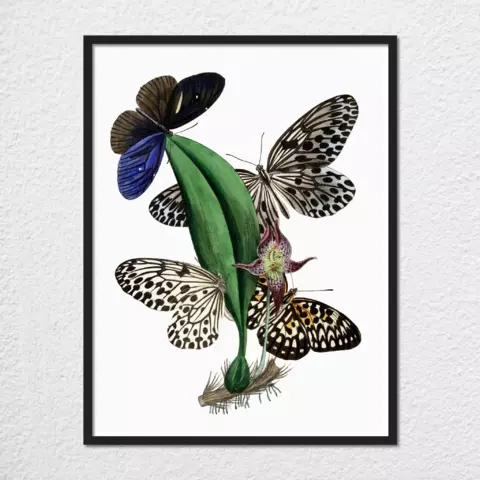 mwa-cabinet-oriental-entomology-pl-xxxviii-plain-preview-framed-black-480x.webp
