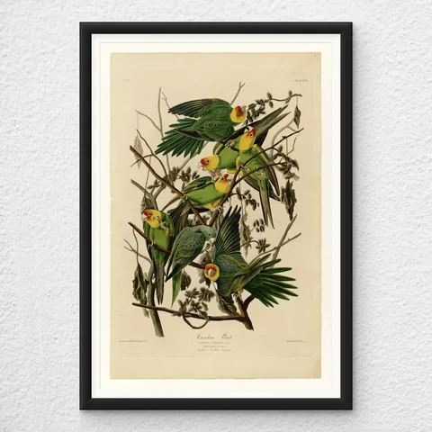 ‘Carolina Parrot’ John James Audubon Wall Art Print