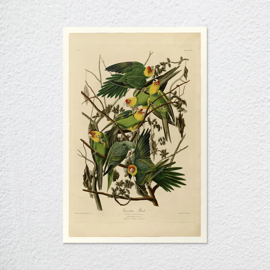 ‘Carolina Parrot’ John James Audubon Wall Art Print as an unframed poster