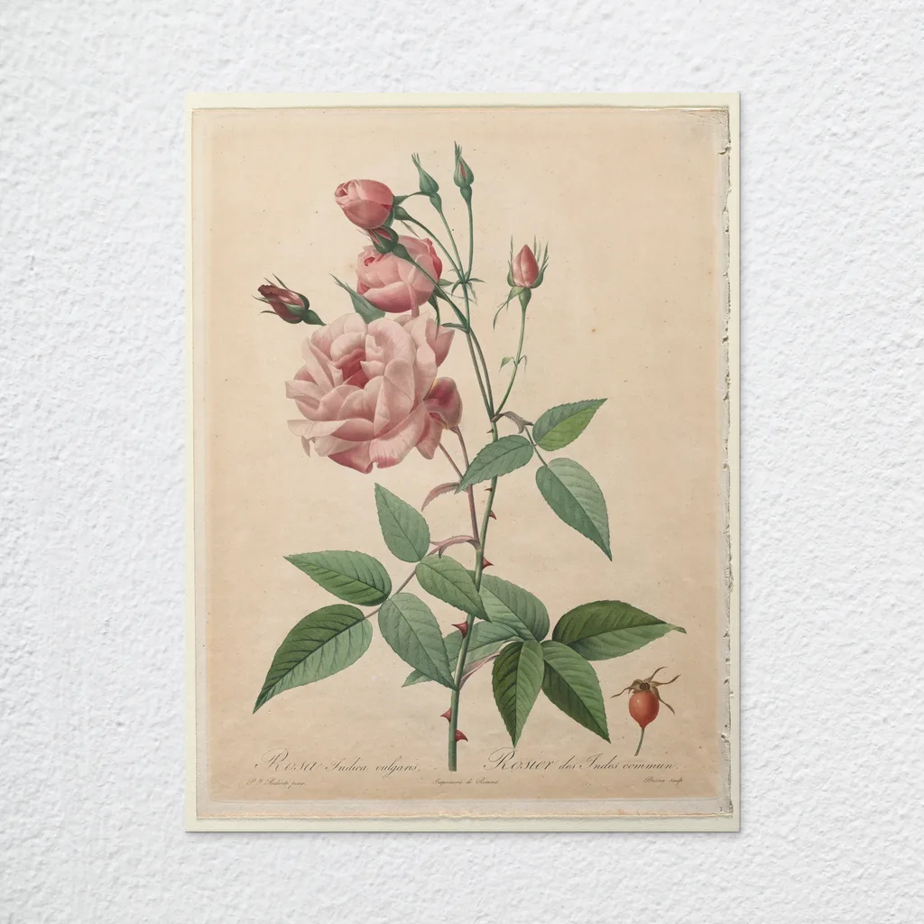 ‘Bengal Rose’ Redouté Wall Art Print as an unframed poster
