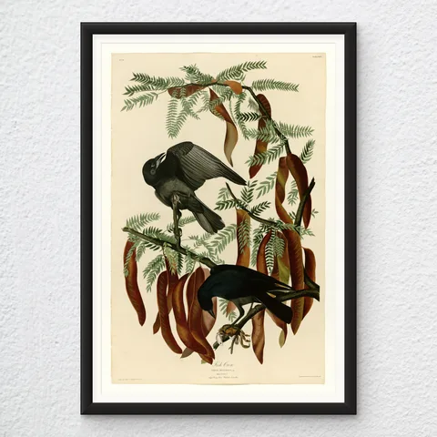 ‘Fish Crow’ Vintage Wall Art Print