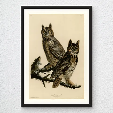 ‘Great Horned Owl’ Vintage Wall Art Print
