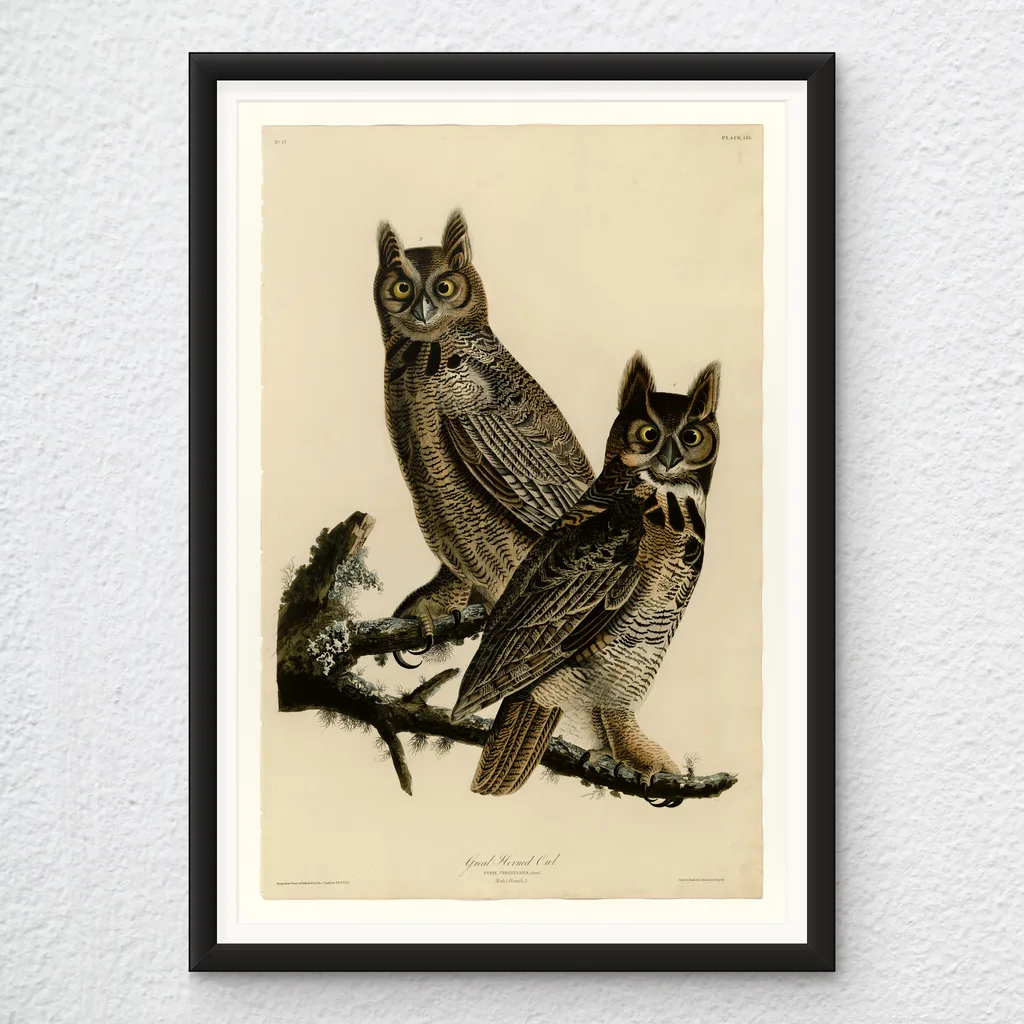 ‘Great Horned Owl’ Vintage Wall Art Print in a black frame