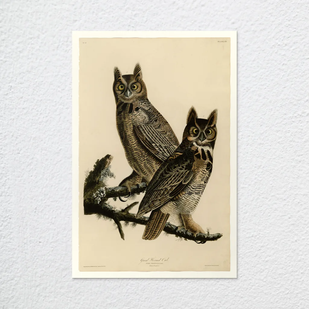 ‘Great Horned Owl’ Vintage Wall Art Print as an unframed poster