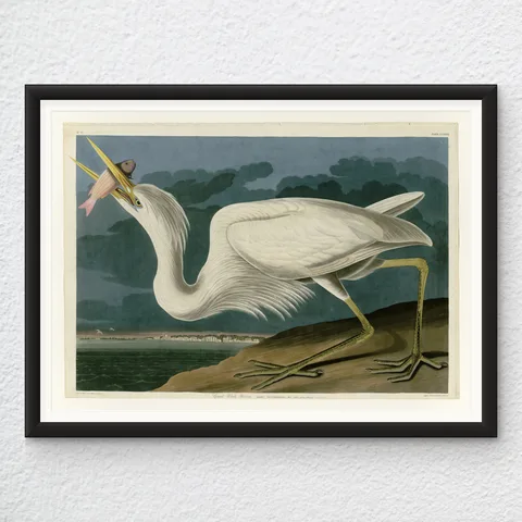 ‘Great White Heron’ John James Audubon Wall Art Print