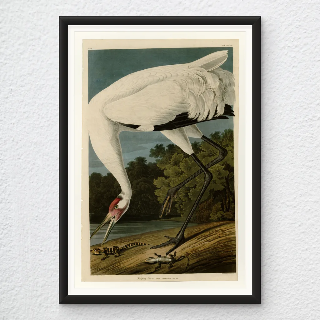 ‘Hooping Crane’ Audubon Wall Art Print in a black frame