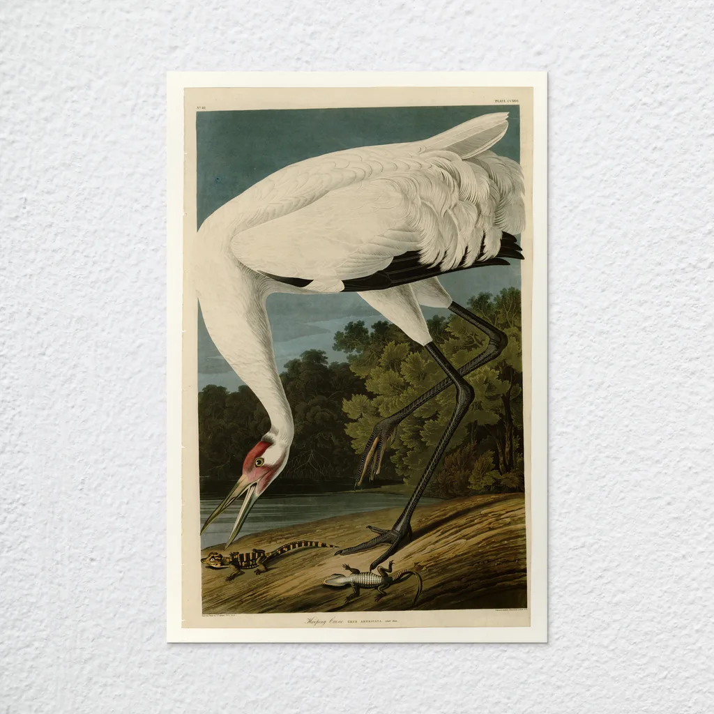 ‘Hooping Crane’ Audubon Wall Art Print as an unframed poster