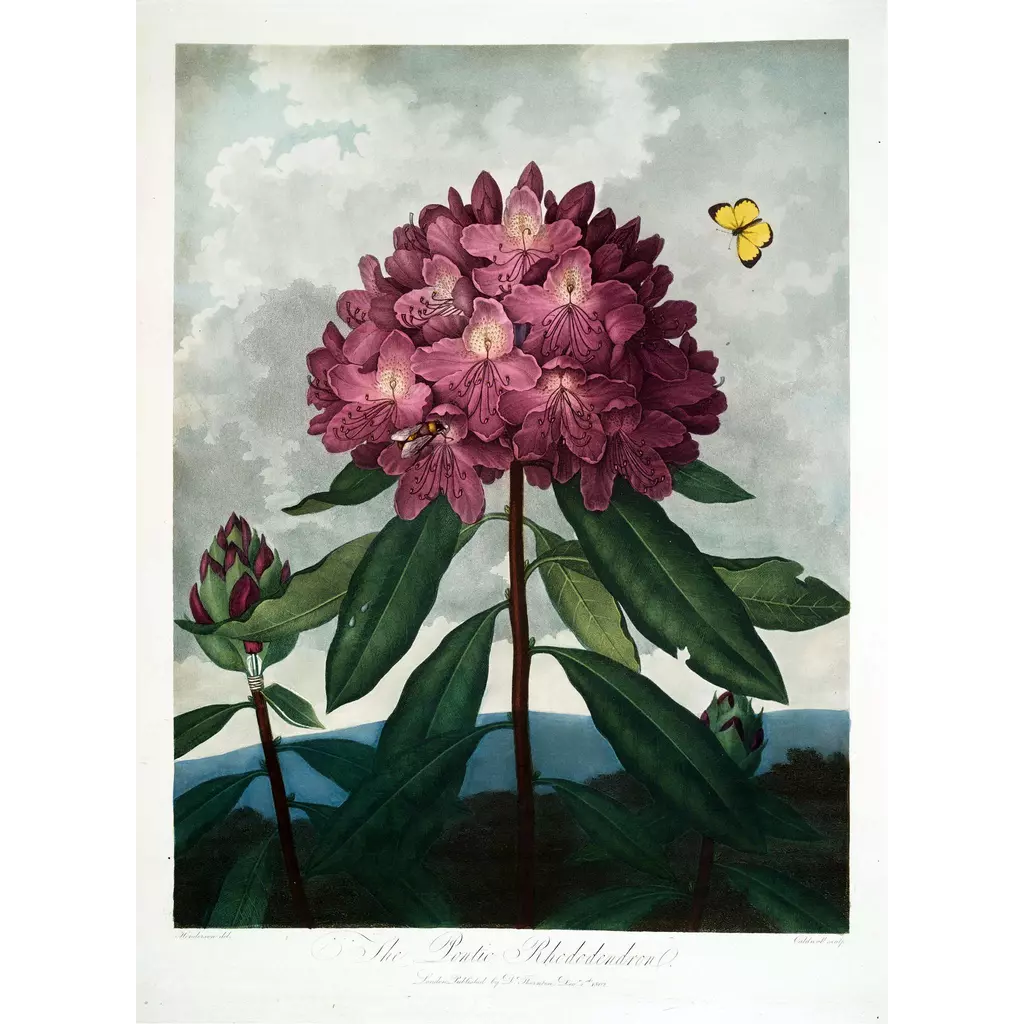 mwa-pontic-rhododendron-1799-1807-wall-art-main-square.webp-mwa-pontic-rhododendron-1799-1807-wall-art-main-square.webp
