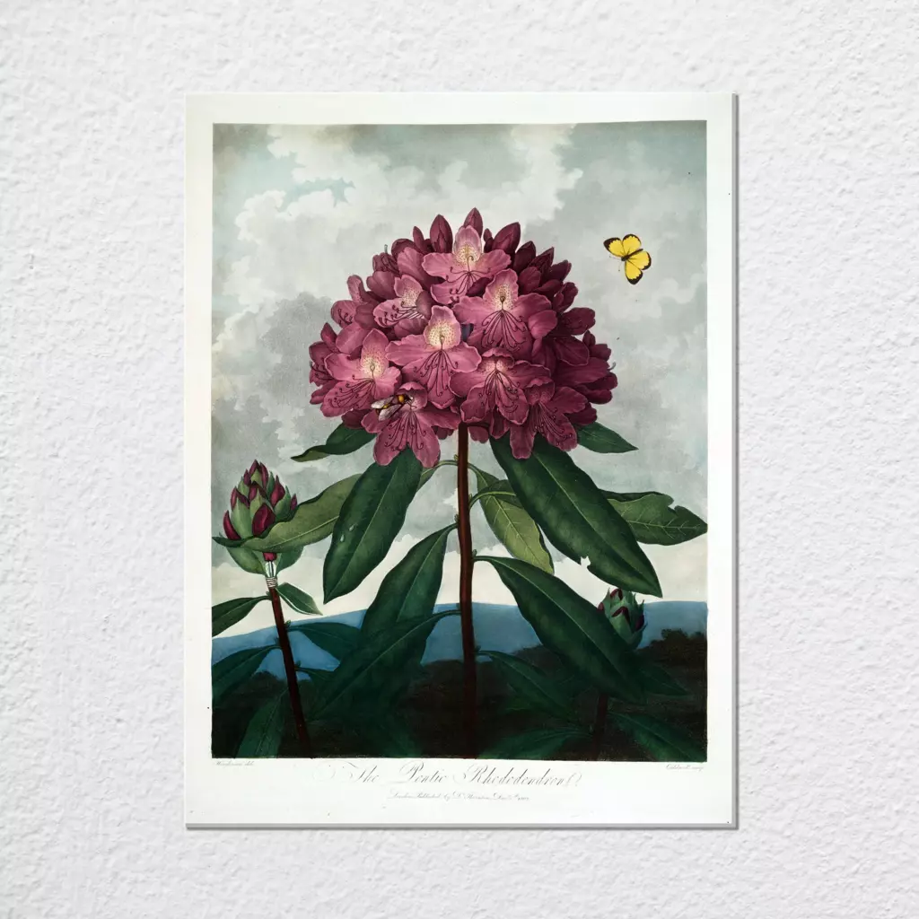 mwa-pontic-rhododendron-1799-1807-wall-art-plain-preview-canvas.webp-mwa-pontic-rhododendron-1799-1807-wall-art-plain-preview-canvas.webp
