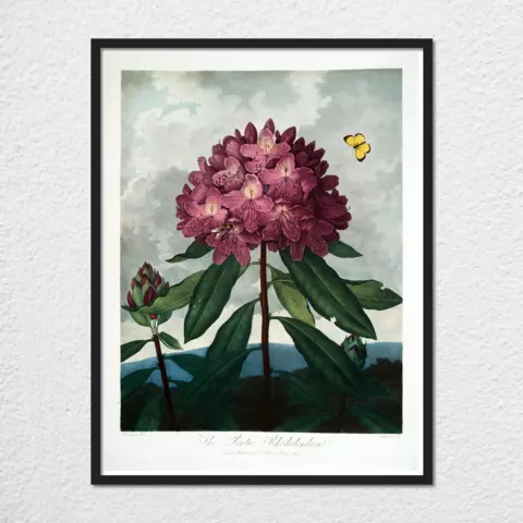mwa-pontic-rhododendron-1799-1807-wall-art-plain-preview-framed-black-480x.webp