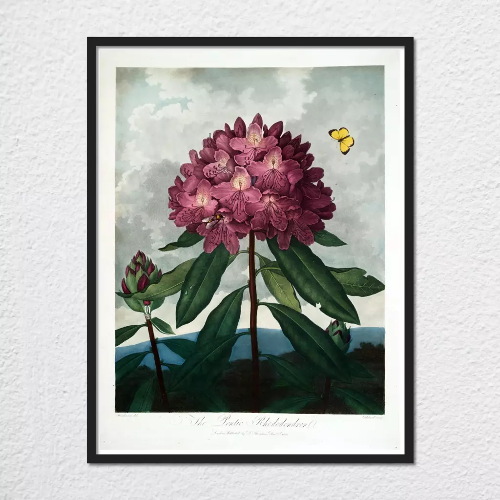 mwa-pontic-rhododendron-1799-1807-wall-art-plain-preview-framed-black.webp