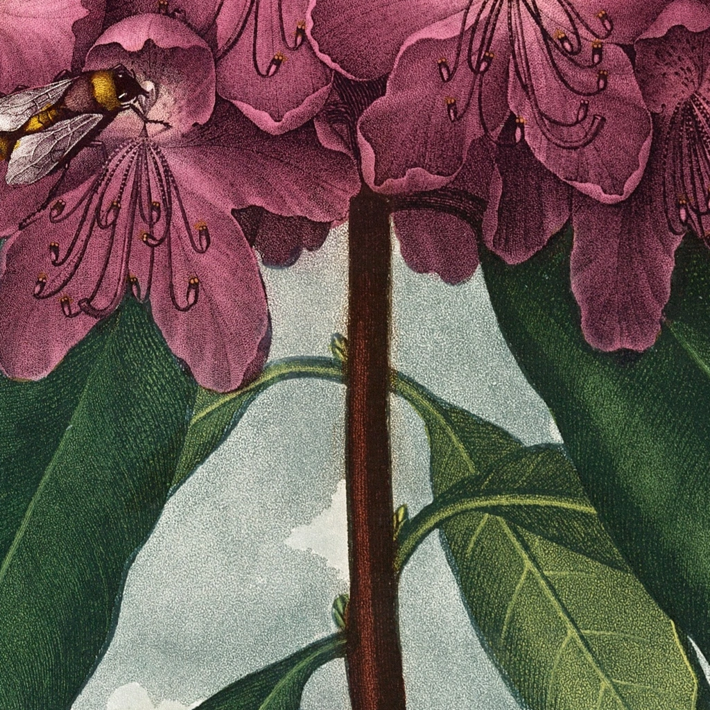 mwa-the-pontic-rhododendron-1799-1807-wall-art-poster-print-close-up.webp-mwa-the-pontic-rhododendron-1799-1807-wall-art-poster-print-close-up.webp