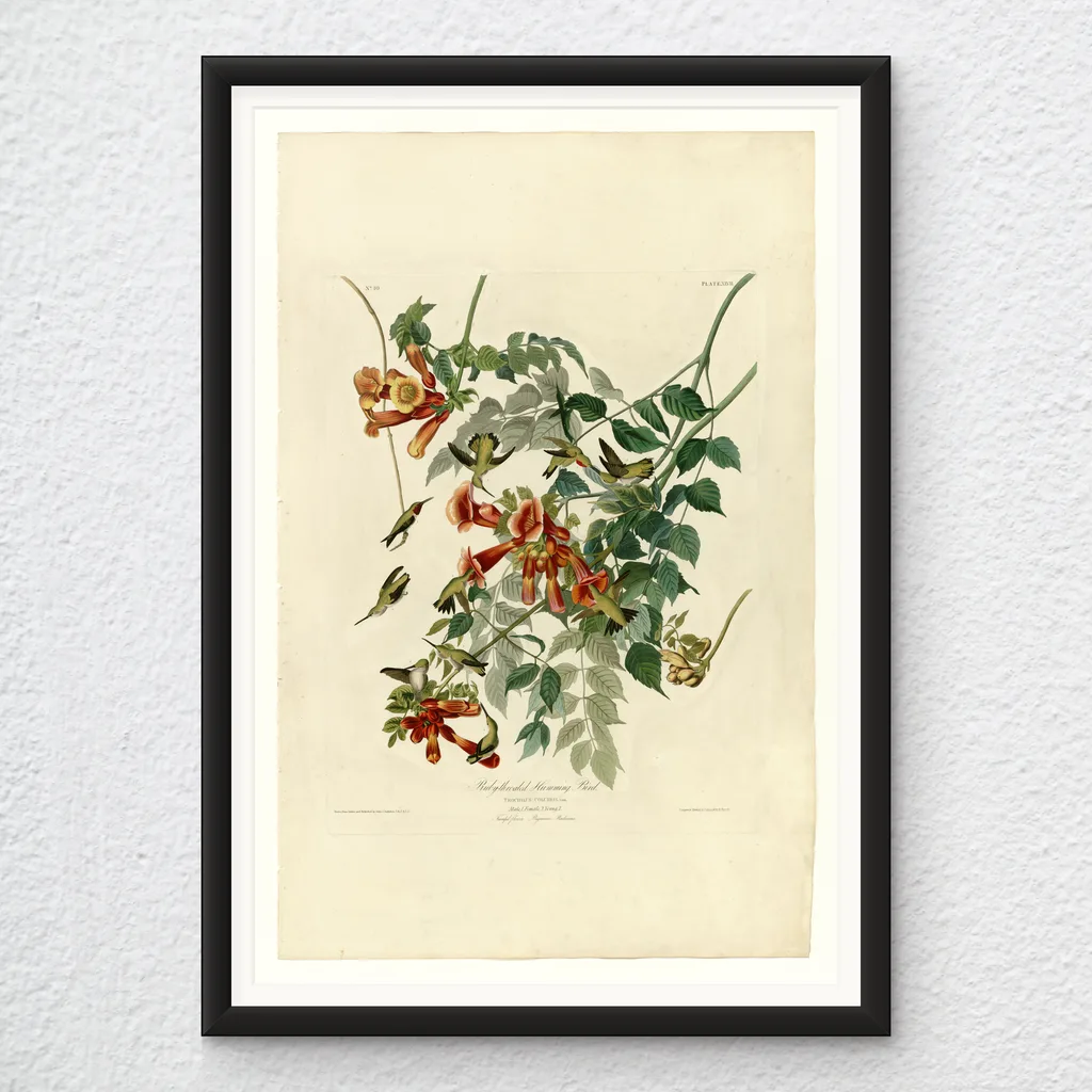 ‘Ruby-Throated Humming Bird’ Audubon Wall Art Print in a black frame