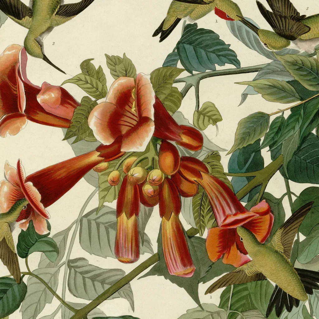 Close-up of the print detail on ‘Ruby-Throated Humming Bird’ Audubon Wall Art Print