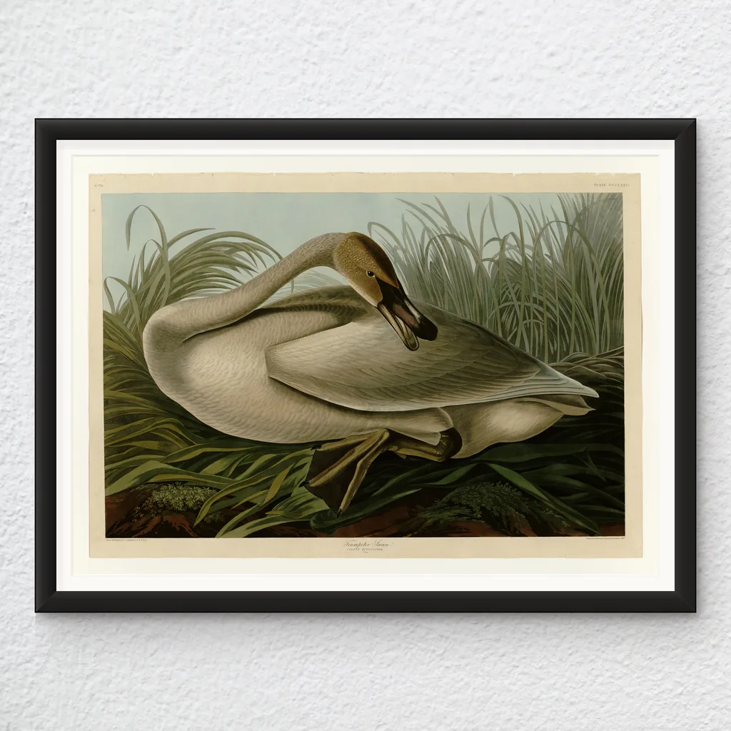 ‘Trumpeter Swan’ John James Audubon Wall Art Print in a black frame