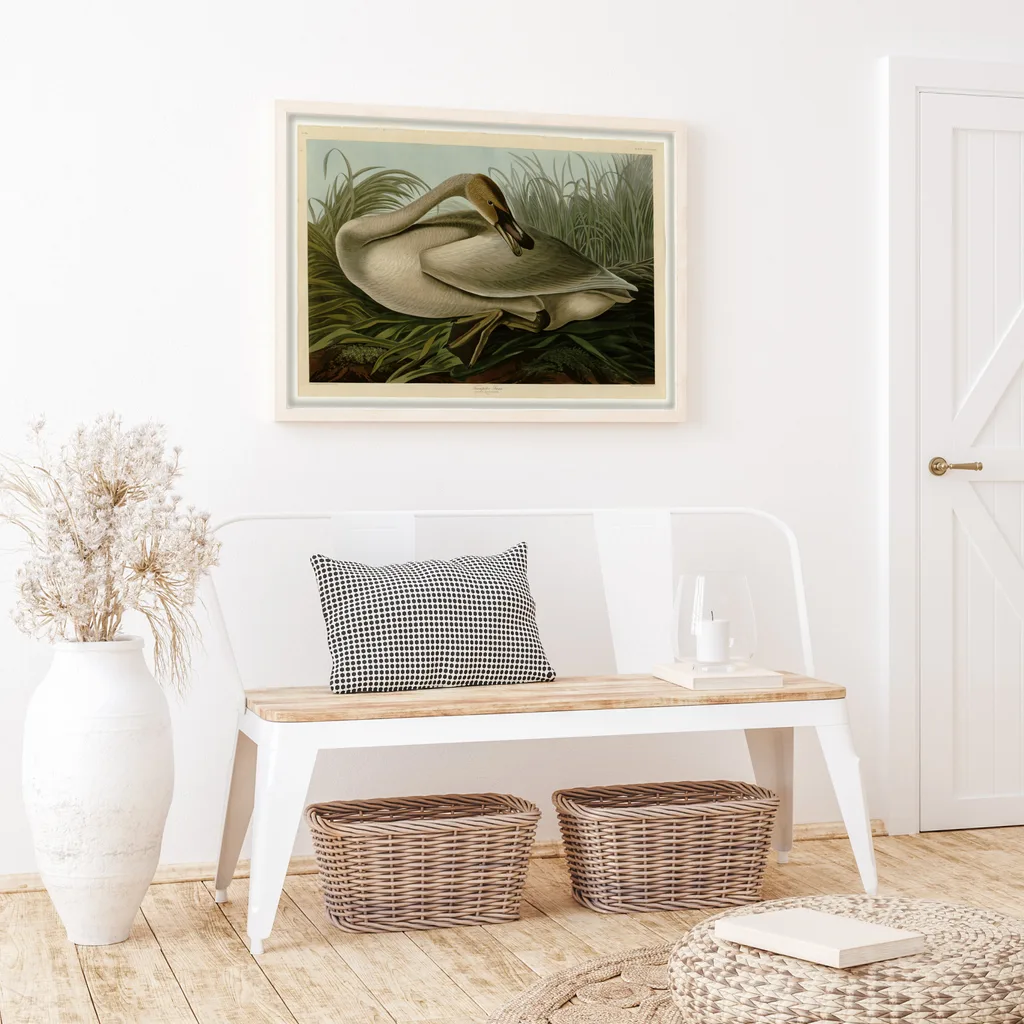 ‘Trumpeter Swan’ John James Audubon Wall Art Print as an unframed poster