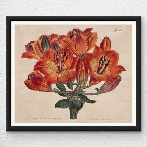 ‘Orange Lily’ British Wall Art Print