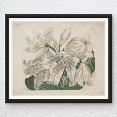 ‘Cape Coast Lily’ Vintage Wall Art Print