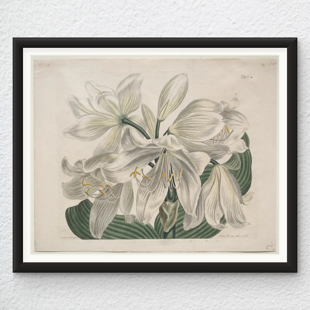 ‘Cape Coast Lily’ Vintage Wall Art Print in a black frame