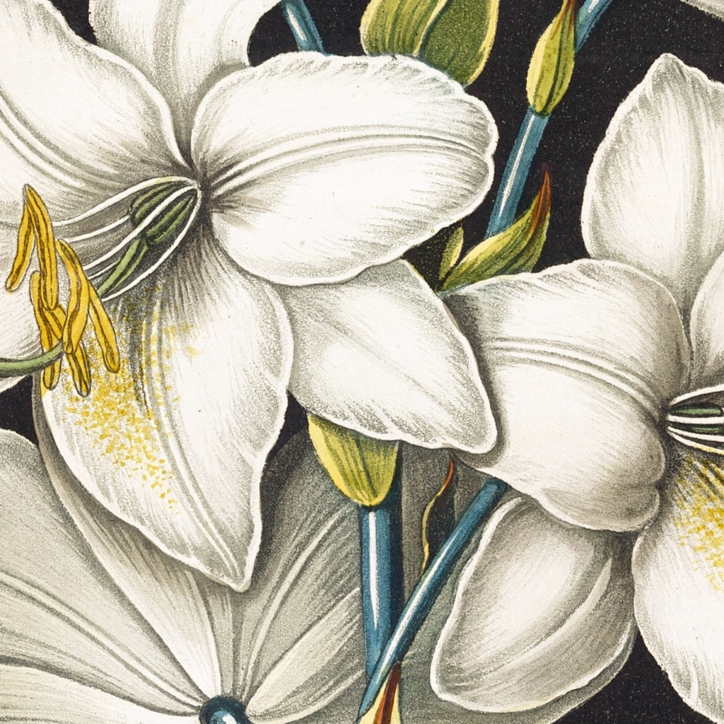 mwa-the-white-lily-with-varigated-leaves-1799-1807-wall-art-poster-print-close-up.webp-mwa-the-white-lily-with-varigated-leaves-1799-1807-wall-art-poster-print-close-up.webp