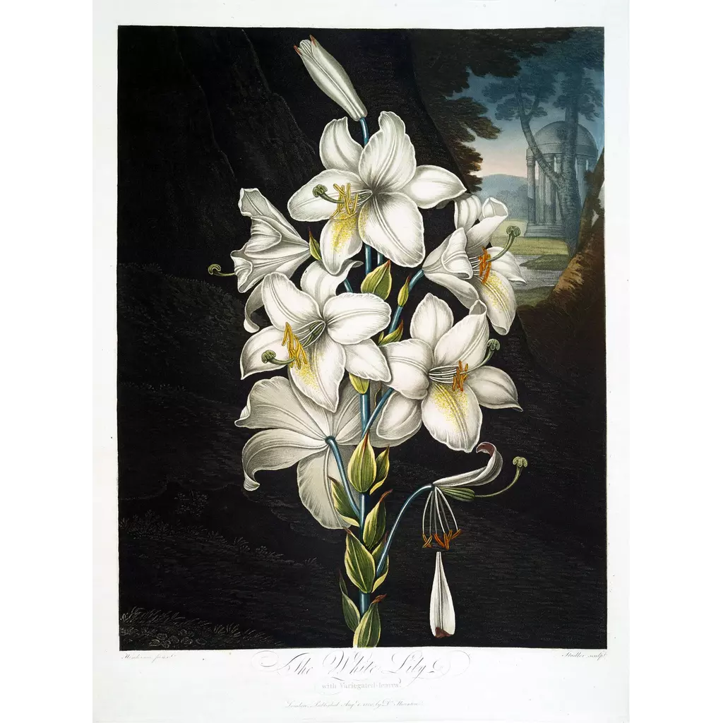 mwa-white-lily-varigated-leaves-1799-1807-main-square.webp-mwa-white-lily-varigated-leaves-1799-1807-main-square.webp