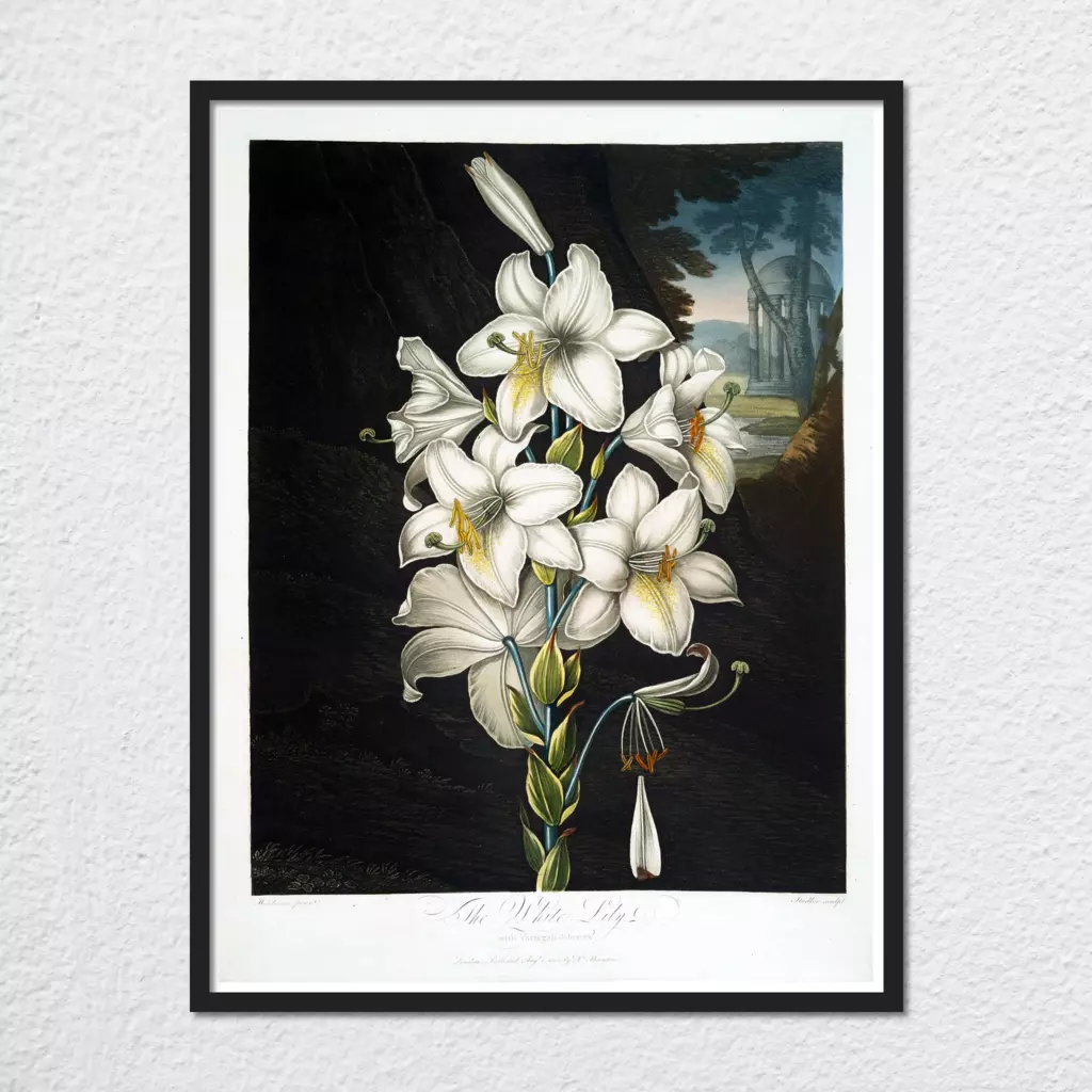 mwa-white-lily-varigated-leaves-1799-1807-plain-preview-framed-black.webp